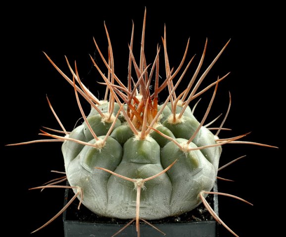 Gymnocalycium_bozsingianum